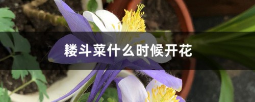 耧斗菜什么时候开花