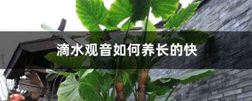 滴水观音如何养长的快，滴水观音能放在室内养吗