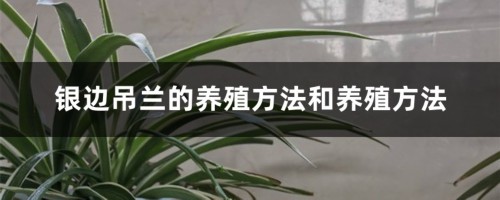 银边吊兰的养殖方法和养殖方法