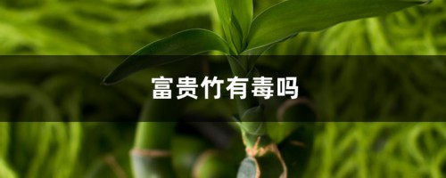 富贵竹有毒吗