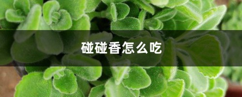 碰碰香怎么吃