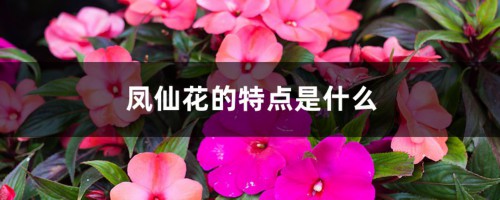 凤仙花的特点是什么