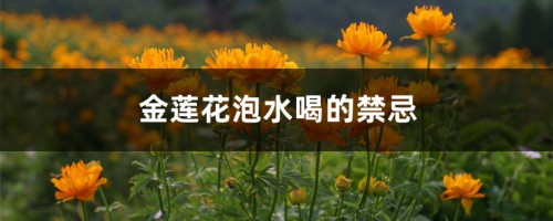 金莲花泡水喝的禁忌