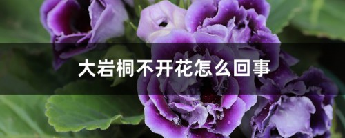 大岩桐不开花怎么回事，怎么催花