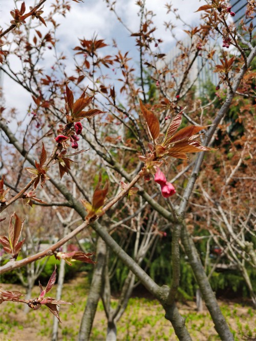 樱花