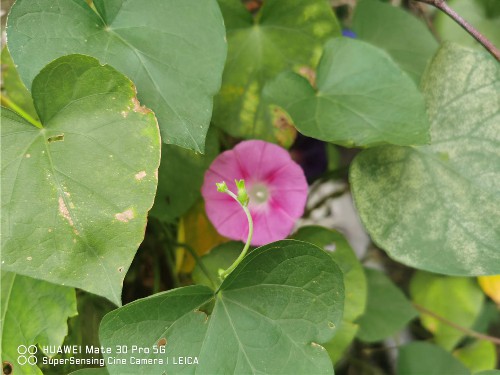 牵牛花