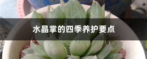 水晶掌的四季养护要点